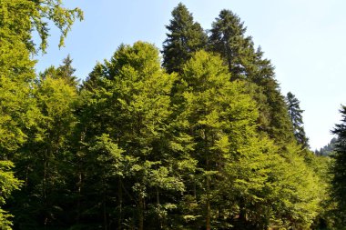 Yol kış ve turistik istasyonuna Poiana Brasov, 12 km uzaklıkta Brasov, Transilvanya, Romanya, ülkenin merkezinde bulunan bir ilçedir. 300.000 nüfuslu. 
