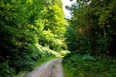 Yol kış ve turistik istasyonuna Poiana Brasov, 12 km uzaklıkta Brasov, Transilvanya, Romanya, ülkenin merkezinde bulunan bir ilçedir. 300.000 nüfuslu. 