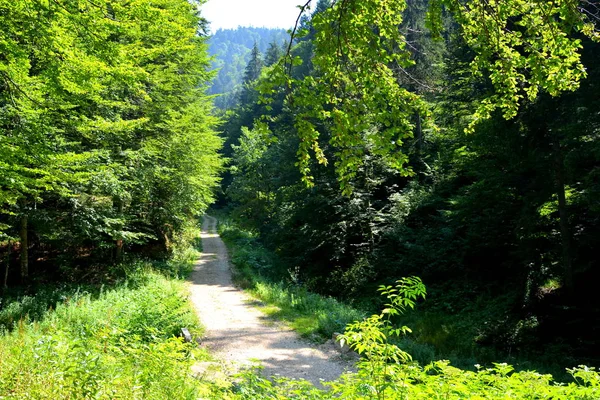 Weg Naar Winter Toeristische Station Poiana Brasov Van Brasov Een — Stockfoto