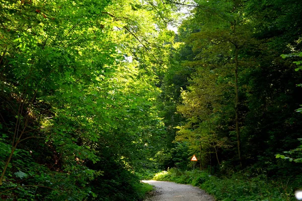 Δρόμος Για Χειμώνα Και Τουριστική Σταθμό Poiana Brasov Χλμ Από — Φωτογραφία Αρχείου