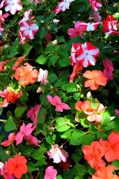 Bonitas Flores Jardín Pleno Verano Día Soleado Paisaje Verde —  Fotos de Stock