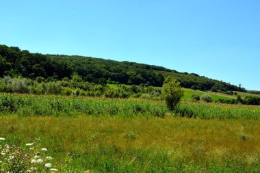 Romanya 'nın Transilvanya ovalarındaki tipik kırsal alan. Yazın ortasında, güneşli bir günde yeşil bir manzara.