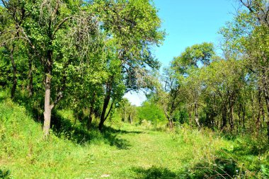 Romanya 'nın Transilvanya ovalarındaki tipik kırsal alan. Yazın ortasında, güneşli bir günde yeşil bir manzara.