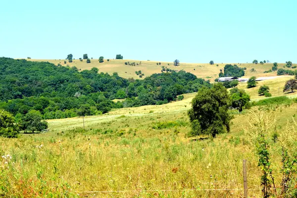 Typiskt Landsbygdslandskap Slätterna Transsylvanien Rumänien Grönt Landskap Midsommar Solig Dag — Stockfoto