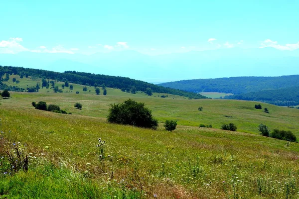 Typowy Krajobraz Wiejski Równinach Siedmiogrodu Rumunia Zielony Krajobraz Środku Lata — Zdjęcie stockowe