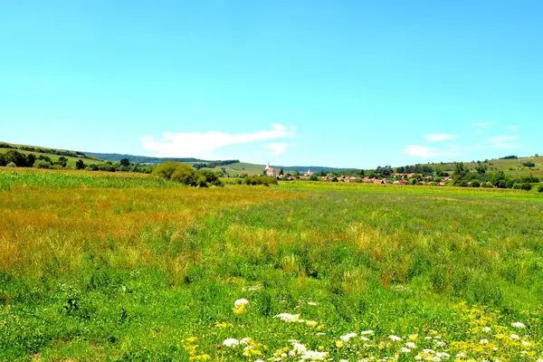 Типичный Сельский Пейзаж Равнинах Трансильвании Румыния Зеленый Пейзаж Середине Лета — стоковое фото
