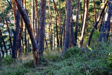 Ovalar ve ormanlar Transilvanya, Romanya'nın tipik kırsal manzara. Yaz ortasında güneşli bir gün içinde yeşil manzara