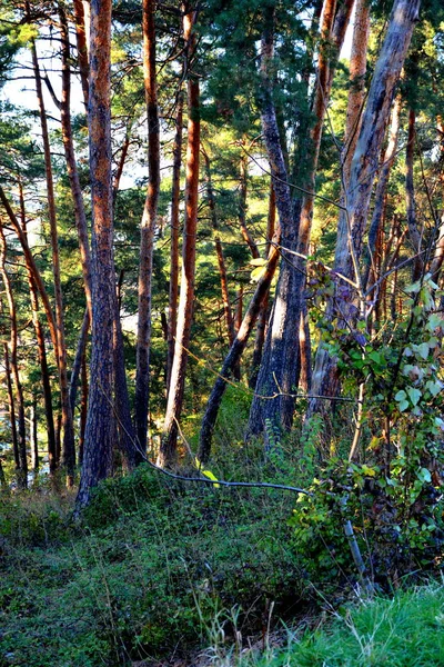 Paisagem Rural Típica Nas Planícies Florestas Transilvânia Roménia Paisagem Verde — Fotografia de Stock