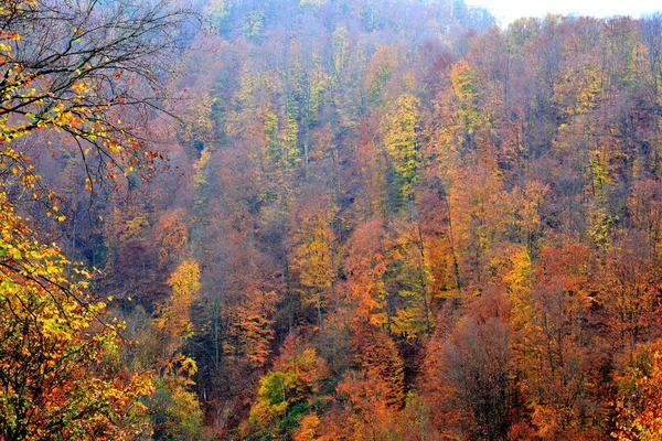 Herbstfärbung Kloster Sankt Anna Rohia Typische Ländliche Landschaft Den Wäldern — Stockfoto