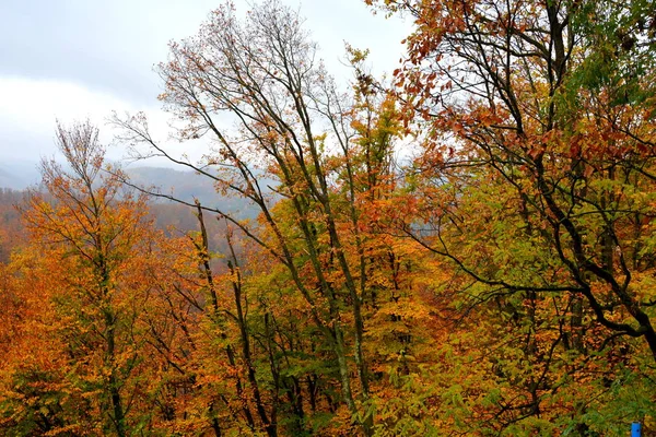 Couleur Automne Monastère Sainte Ana Rohia Paysage Rural Typique Dans — Photo