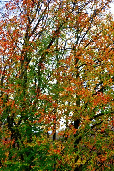 Couleur Automne Monastère Sainte Ana Rohia Paysage Rural Typique Dans — Photo