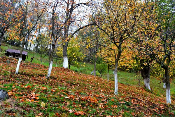 Couleur Automne Monastère Sainte Ana Rohia Paysage Rural Typique Dans — Photo