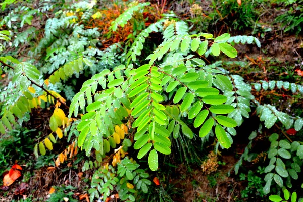 Podzimní Barvy Klášteře Saint Ana Rohia Typická Venkovská Krajina Lesích — Stock fotografie
