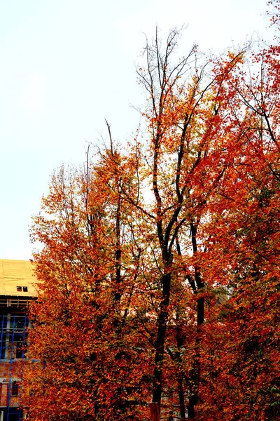 Herfst Kleuren Saint Ana Rohia Klooster Typisch Landelijke Omgeving Bossen — Stockfoto