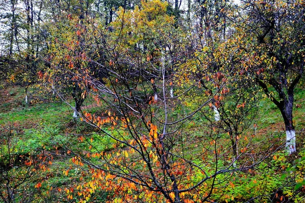 Herbstfärbung Kloster Sankt Anna Rohia Typische Ländliche Landschaft Den Wäldern — Stockfoto