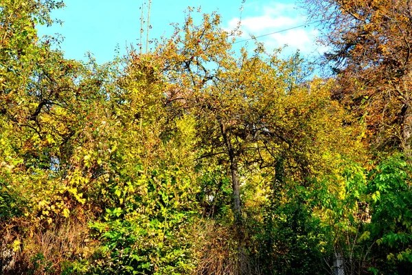 Herbstfärbung Kloster Sankt Anna Rohia Typische Ländliche Landschaft Den Wäldern — Stockfoto