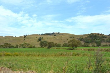 Romanya 'nın Transilvanya ovalarındaki tipik kırsal alan. Yazın ortasında, güneşli bir günde yeşil bir manzara.