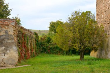 Sonbahar renk, tırmanma bitkiler, liana, Ivy. Transilvanya, Romanya ovalarında tipik kırsal manzara. Sonbaharda sarı manzara.
