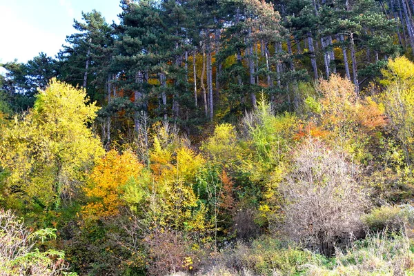 Осенний Цвет Альпинистские Растения Лиана Плющ Типичный Сельский Пейзаж Лесах — стоковое фото