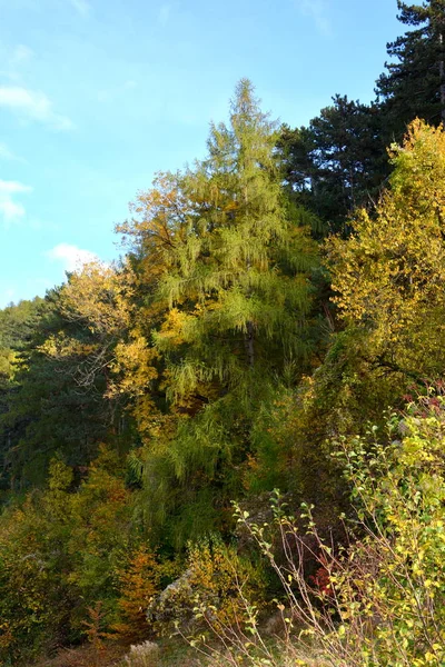 Őszi Színe Kúszó Növények Liana Borostyán Tipikus Vidéki Táj Erdők — Stock Fotó