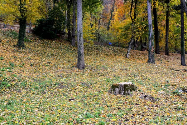 Couleur Automne Plantes Grimpantes Liane Lierre Paysage Rural Typique Dans — Photo