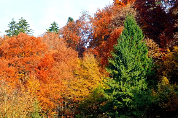 Jesienią Kolor Wspinaczki Rośliny Liana Bluszcz Wiejski Krajobraz Lasy Regionie — Zdjęcie stockowe