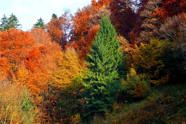 Jesienią Kolor Wspinaczki Rośliny Liana Bluszcz Wiejski Krajobraz Lasy Regionie — Zdjęcie stockowe