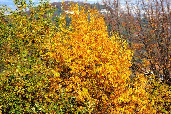 Herbstfarbe Kletterpflanzen Liane Efeu Typische Ländliche Landschaft Der Ebene Von — Stockfoto