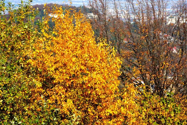 Autumn Color Climbing Plants Liana Ivy Typical Rural Landscape Plains — Stock Photo, Image