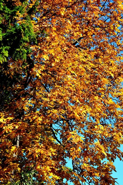 Couleur Automne Plantes Grimpantes Liane Lierre Paysage Rural Typique Dans — Photo