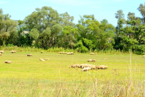 Ovejas Paisaje Rural Típico Las Llanuras Transilvania Rumania Paisaje Verde — Foto de Stock