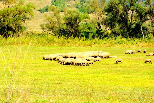 Ovejas Paisaje Rural Típico Las Llanuras Transilvania Rumania Paisaje Verde — Foto de Stock