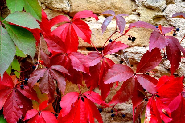 Colore Autunno Piante Rampicanti Liana Edera Tipico Paesaggio Rurale Nelle — Foto Stock