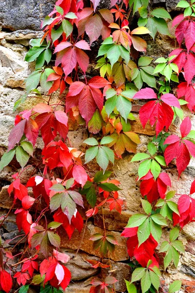 Herbstfarbe Kletterpflanzen Liane Efeu Typische Ländliche Landschaft Der Ebene Von — Stockfoto