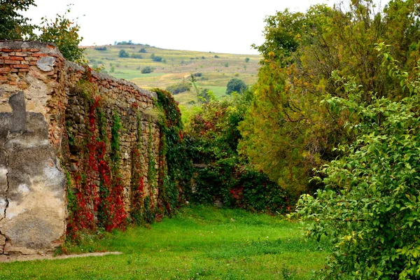 Color Otoño Plantas Trepadoras Liana Hiedra Paisaje Rural Típico Las — Foto de Stock