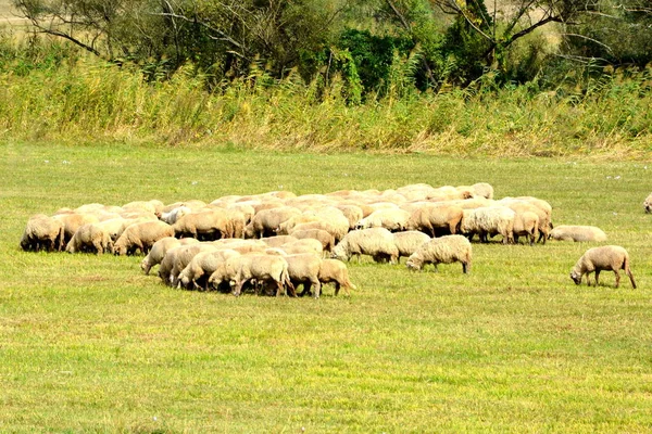 Schapen Typische Landelijke Landschap Vlaktes Van Transsylvanië Roemenië Groene Landschap — Stockfoto