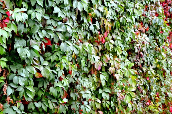 Podzimní Barvy Lezení Rostliny Liány Břečťan Typická Venkovská Krajina Pláních — Stock fotografie