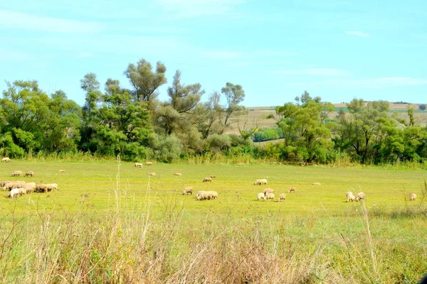 Ovejas Paisaje Rural Típico Las Llanuras Transilvania Rumania Paisaje Verde — Foto de Stock