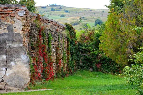 Colore Autunno Piante Rampicanti Liana Edera Tipico Paesaggio Rurale Nelle — Foto Stock