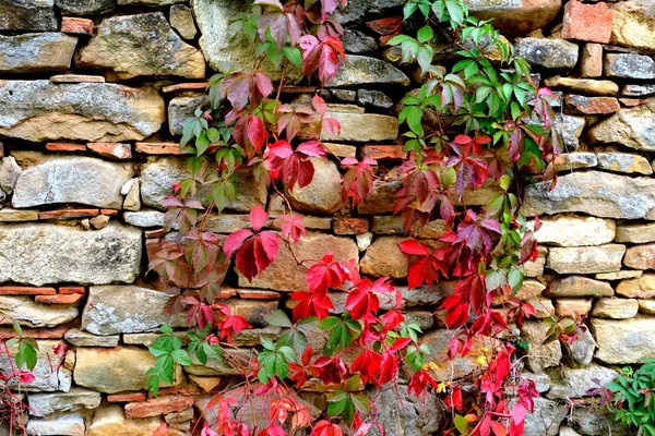 Color Otoño Plantas Trepadoras Liana Hiedra Paisaje Rural Típico Las — Foto de Stock