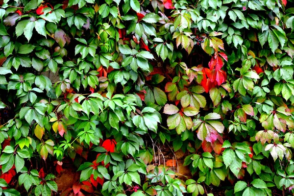 Podzimní Barvy Lezení Rostliny Liány Břečťan Typická Venkovská Krajina Pláních — Stock fotografie