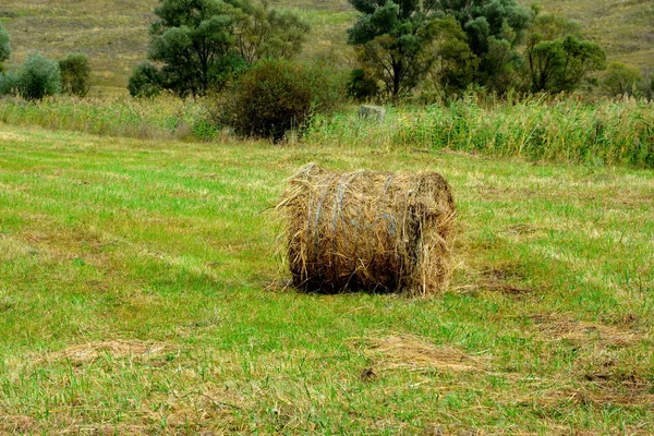 Tempo Colheita Campo Milho Paisagem Rural Típica Nas Planícies Transilvânia — Fotografia de Stock