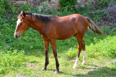 At. Transilvanya, Romanya ovalarında tipik kırsal manzara. Yaz ortasında güneşli bir gün içinde yeşil manzara