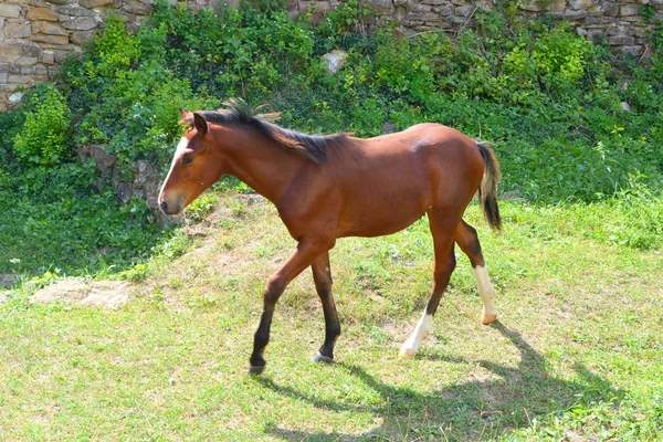 Paard Typisch Landelijke Landschap Vlaktes Van Transsylvanië Roemenië Groene Landschap — Stockfoto