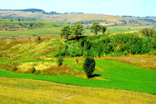 평원과 Transylvania 루마니아의 숲에서 전형적인 화창한 날에는 한여름에 풍경을 — 스톡 사진