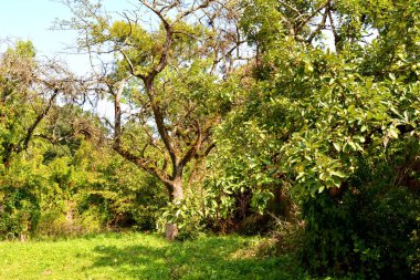 Ovalar ve ormanlar Transilvanya, Romanya'nın tipik kırsal manzara. Yaz ortasında güneşli bir gün içinde yeşil manzara