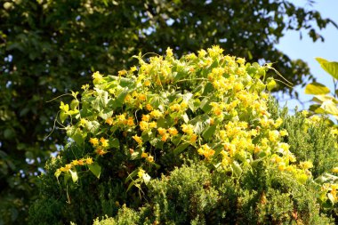 Tipik kırsal manzara Hills Transilvanya, Romanya. Yaz ortasında güneşli bir gün içinde yeşil manzara