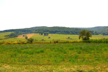 Tipik kırsal manzara Hills Transilvanya, Romanya. Yaz ortasında güneşli bir gün içinde yeşil manzara
