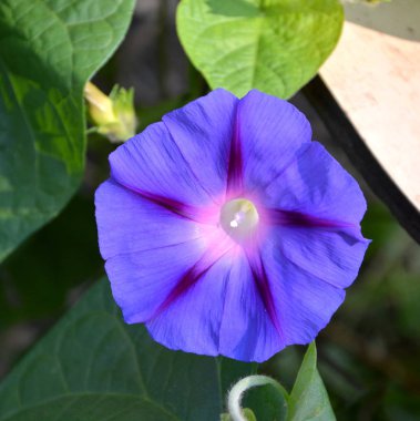 Morning Glory. Yaz ortası, güneşli bir gün Bahçe en güzel çiçekler. Yeşil manzara