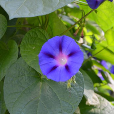 Morning Glory. Yaz ortası, güneşli bir gün Bahçe en güzel çiçekler. Yeşil manzara